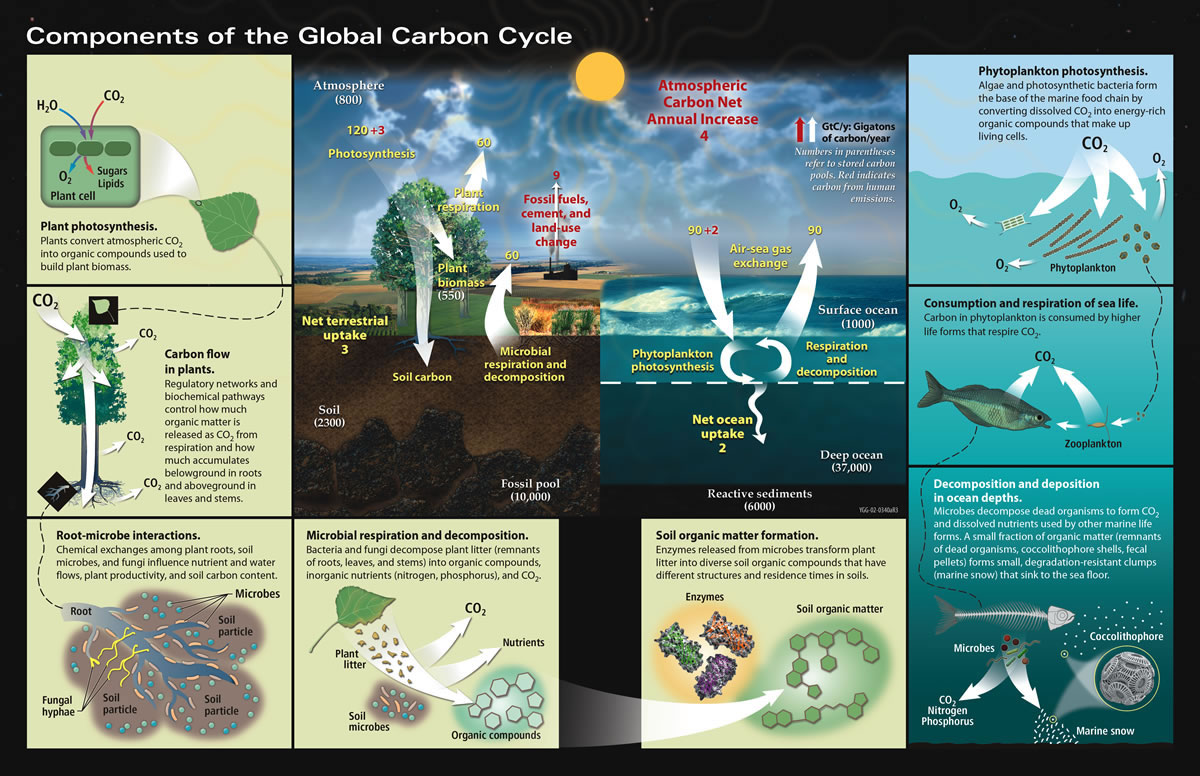 What Is The Carbon Cycle What Is The Science Behind It United States Carbon Cycle Science Program