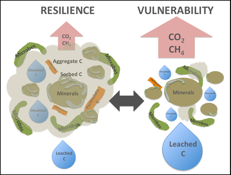 Figure:  Soil carbon (C) resilience is promoted by the stabilization of carbon in its mineral-associated, sorbed, particulate, and dissolved forms and microbes in complex soil aggregates. Vulnerability increases when intrinsic soil properties, environmental conditions, and perturbations reduce the amounts of stable aggregates, soil microbes, particulate C, and mineral-associated and sorbed C, leading to greater proportions of leached C and greenhouse gas emissions (carbon dioxide and methane).